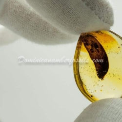 Leaf On Dominican Amber