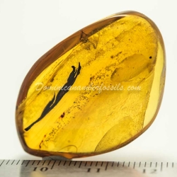 Leaf On Dominican Amber 8