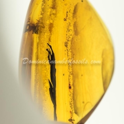 Leaf On Dominican Amber