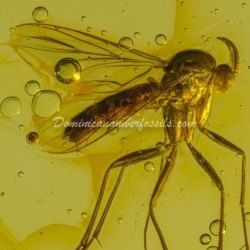 Live Like Diptera Mycetophilidae Fungus Gnat 10