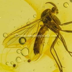 Live Like Diptera Mycetophilidae Fungus Gnat 7