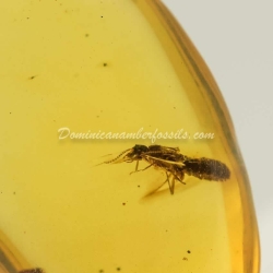 Live Like Isoptera On Clear Amber Piece 10