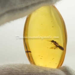 Live Like Isoptera On Clear Amber Piece 2