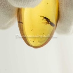 Live Like Isoptera On Clear Amber Piece