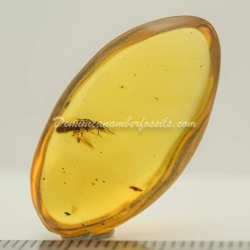 Live Like Isoptera On Clear Amber Piece 5