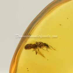 Live Like Isoptera On Clear Amber Piece 6