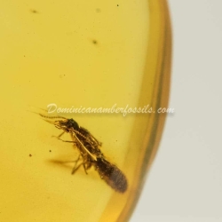 Live Like Isoptera On Clear Amber Piece 7