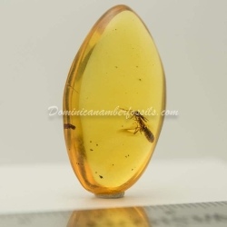 Live Like Isoptera On Clear Amber Piece 8