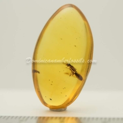 Live Like Isoptera On Clear Amber Piece 9