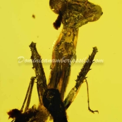 Live Like Mantodea On Dominican Amber 10