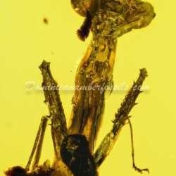 Live Like Mantodea On Dominican Amber 11