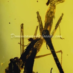 Live Like Mantodea On Dominican Amber 12