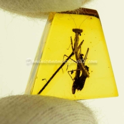 Live Like Mantodea On Dominican Amber 2