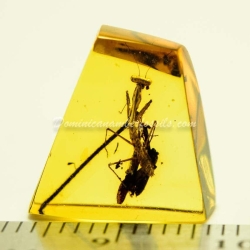 Live Like Mantodea On Dominican Amber 4