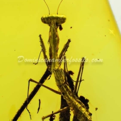 Live Like Mantodea On Dominican Amber 5