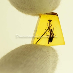 Live Like Mantodea On Dominican Amber