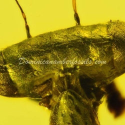 Live Like Mantodea On Dominican Amber 7