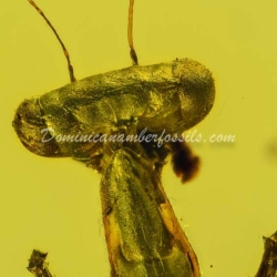 Live Like Mantodea On Dominican Amber 8