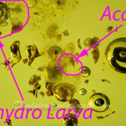 Live Water Acari Enhydro Larva 10