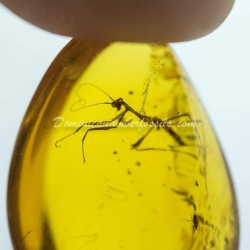 Mantodea Inclusion On Dominican Amber 10