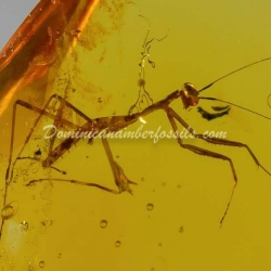 Mantodea Inclusion On Dominican Amber 3