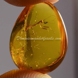 Mantodea Inclusion On Dominican Amber 5