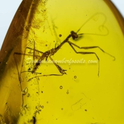 Mantodea Inclusion On Dominican Amber 8