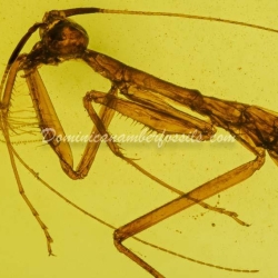 Mantodea V1928 3