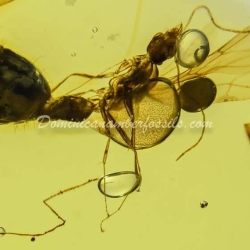 Mating Queen Ant Museum Class Specimen 16