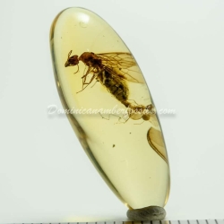 Mating Queen Ant Museum Class Specimen 5