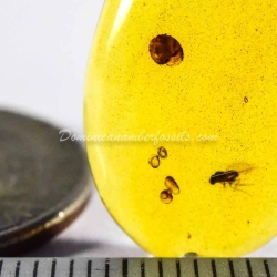 Mollusca Snail On Dominican Amber 4