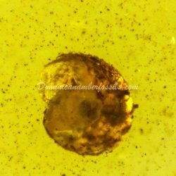 Mollusca Snail On Dominican Amber 5