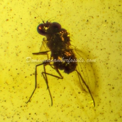 Mollusca Snail On Dominican Amber 6