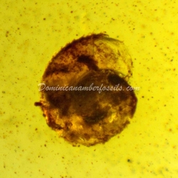 Mollusca Snail On Dominican Amber 7