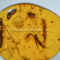 Museum Quality Dominican Amber Fossil Siphonaptera Extremely Rare Flea 10