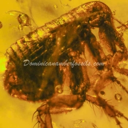 Museum Quality Dominican Amber Fossil Siphonaptera Extremely Rare Flea 11