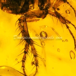 Museum Quality Dominican Amber Fossil Siphonaptera Extremely Rare Flea 12