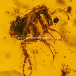 Museum Quality Dominican Amber Fossil Siphonaptera Extremely Rare Flea 13