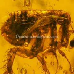 Museum Quality Dominican Amber Fossil Siphonaptera Extremely Rare Flea 14