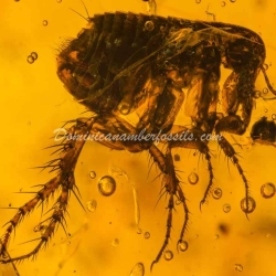 Museum Quality Dominican Amber Fossil Siphonaptera Extremely Rare Flea 2