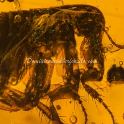 Museum Quality Dominican Amber Fossil Siphonaptera Extremely Rare Flea 3