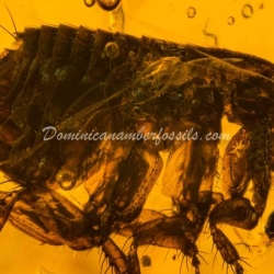 Museum Quality Dominican Amber Fossil Siphonaptera Extremely Rare Flea