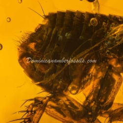 Museum Quality Dominican Amber Fossil Siphonaptera Extremely Rare Flea 4