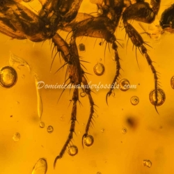 Museum Quality Dominican Amber Fossil Siphonaptera Extremely Rare Flea 5