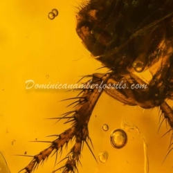 Museum Quality Dominican Amber Fossil Siphonaptera Extremely Rare Flea 7