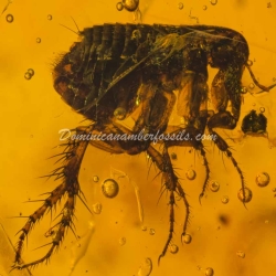 Museum Quality Dominican Amber Fossil Siphonaptera Extremely Rare Flea 8