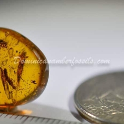 Museum Quality Dominican Amber Fossil Siphonaptera Extremely Rare Flea 9