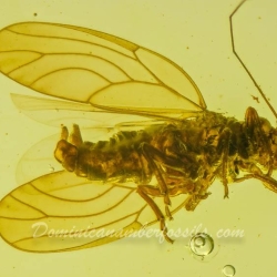 Museum Quality Psyllidae 3