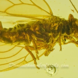 Museum Quality Psyllidae 4