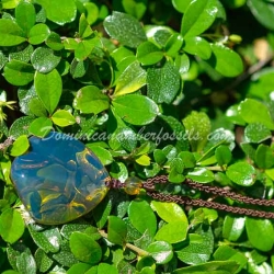 Navy Blue Amber Pendant 11